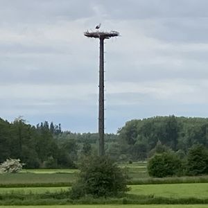 Storch